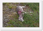 3killed by eagles * 4000 x 2672 * (7.32MB)